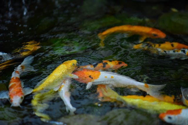 Various fish in a pond